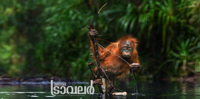 orangutan of borneo3
